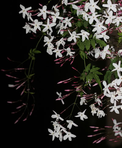 Jasminum Polyanthum